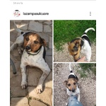 Bart Sfigurato Dall'acido non ha Perso la sua Dolcezza e Cerca Casa