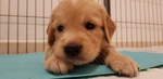 Golden Retriever con Pedigree - Foto n. 3