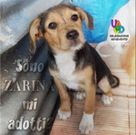 🐶 Beagle femmina di 4 anni e 11 mesi in adozione a Airola (BN) e in tutta Italia da privato