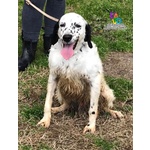 Tyson, dolcissimo setter inglese aspetta adozione