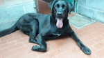 Cagnolina mix Labrador