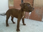 Cedo Cuccioli American Pitbull Terrier ukc red Nose - Foto n. 2