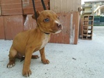 Cedo Cuccioli American Pitbull Terrier ukc red Nose - Foto n. 3