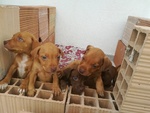 Cedo Cuccioli American Pitbull Terrier ukc red Nose - Foto n. 4