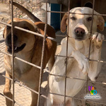 🐶 Altra Razza maschio in adozione a Reggio Calabria (RC) e in tutta Italia da privato