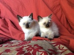 Cuccioli di Siamese