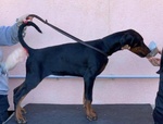 Dobermann.cucciolona Disponibile per Expo