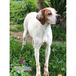 🐶 Pointer femmina in adozione a Reggio Calabria (RC) e in tutta Italia da privato