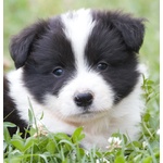 Cuccioli Border Collie