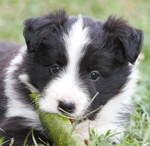 Cuccioli Border Collie - Foto n. 2