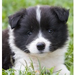 Cuccioli Border Collie - Foto n. 4