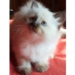 Cuccioli di Ragdoll