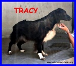 Tracy 9 anni una vita Sprecata in Canile - Foto n. 1