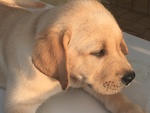 Cuccioli di Labrador con Pedigree Enci - Foto n. 1