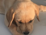 Cuccioli di Labrador con Pedigree Enci - Foto n. 2