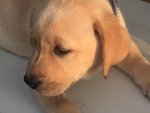 Cuccioli di Labrador con Pedigree Enci - Foto n. 3