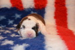 Cuccioli American Staffordshire Terrier - Foto n. 2