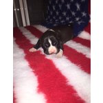 Cuccioli American Staffordshire Terrier - Foto n. 5