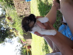 Cuccioli di jack Russell Terrier con Pedigree