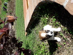 Cuccioli di jack Russell Terrier con Pedigree - Foto n. 3