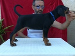 Cuccioli di Dobermann alta Genealogia