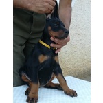 Cuccioli di Dobermann alta Genealogia - Foto n. 4