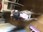 🐶 Dogo Argentino maschio di 4 anni e 7 mesi in adozione a Seveso (MB) da privato