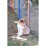 Cucciolo Collie Maschio (lassie) - Foto n. 1