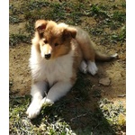 Cucciolo Collie Maschio (lassie) - Foto n. 2