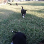 Cuccioli Border Collie