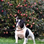 Bulldog Francesi Cuccioli - Foto n. 6