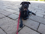 Cerco cane Corso Maschio per Accoppiamento