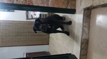 Cerco cane Corso Maschio per Accoppiamento - Foto n. 2