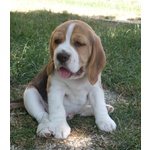 Beagle Cuccioli Disponibili