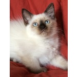 Cuccioli di Ragdoll