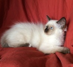 Cuccioli di Ragdoll - Foto n. 2