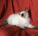 Cuccioli di Ragdoll - Foto n. 3