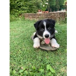 Border Collie - Cuccioli con Pedigree - Foto n. 4