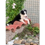 Border Collie - Cuccioli con Pedigree - Foto n. 7