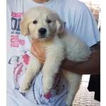 Cuccioli di Golden Retriever