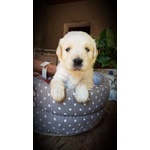 Cuccioli di Golden Retriever - Foto n. 2