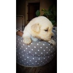 Cuccioli di Golden Retriever - Foto n. 3