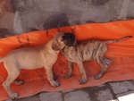 Cuccioli Alano Fulvo e Tigrato - Foto n. 4