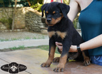 Rottweiler Cuccioli da Expo - Foto n. 1