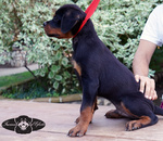 Rottweiler Cuccioli da Expo - Foto n. 7