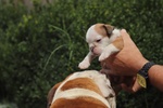 Cuccioli Bulldog Inglese alta Genealogia