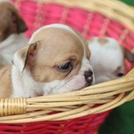 Cuccioli Bulldog Inglese alta Genealogia - Foto n. 2