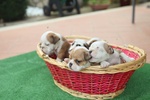 Cuccioli Bulldog Inglese alta Genealogia - Foto n. 3