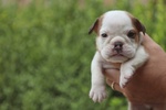 Cuccioli Bulldog Inglese alta Genealogia - Foto n. 4