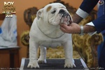 Cuccioli Bulldog Inglese alta Genealogia - Foto n. 6
